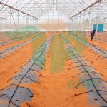 nên lựa chọn mô hình phun sương hay tưới nhỏ giọt cho cây trồng