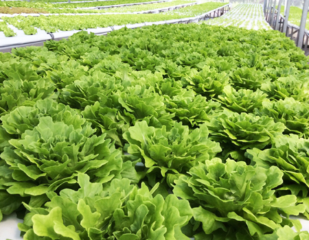 mô tả rau xanh trong nhà kính trồng rau