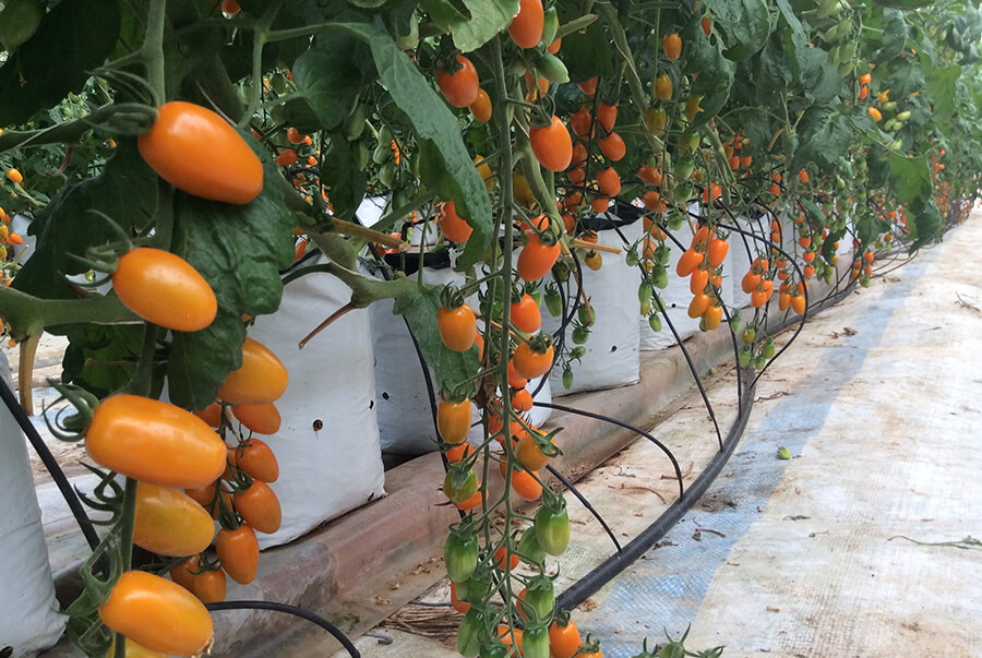 hình ảnh à chua bi trong nhà kính trồng rau 