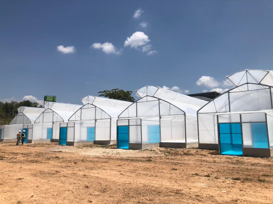 mô tả nhà kính trồng rau 