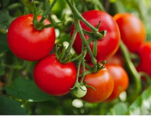 trồng cà chua trong nhà kính